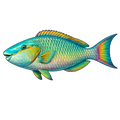 Fish stickers