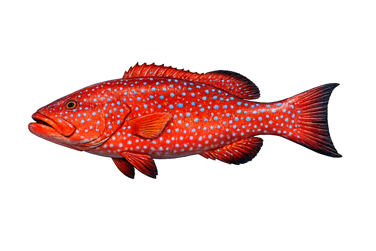 Fish Stickers